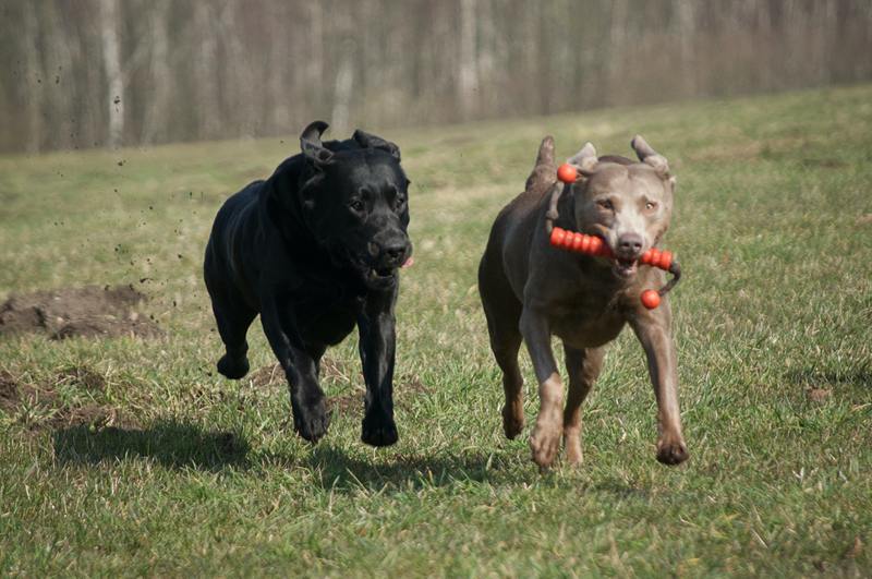 Exercise your emotional support animal's brain