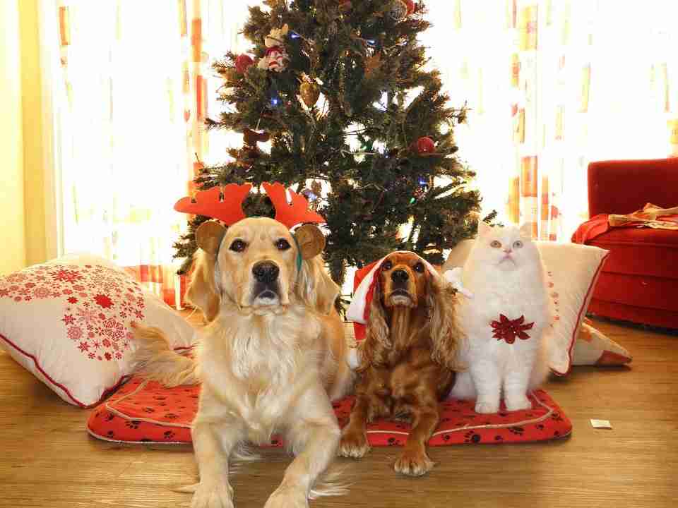 Christmas with Emotional Support Animals and Service Dog