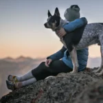 Colorado Emotional Support Animal Laws