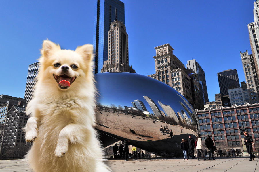 Illinois Emotional Support Animal Laws